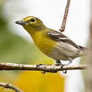 Viréo à gorge jaune