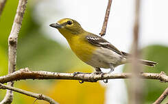 Viréo à gorge jaune