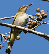 Black-whiskered Vireo