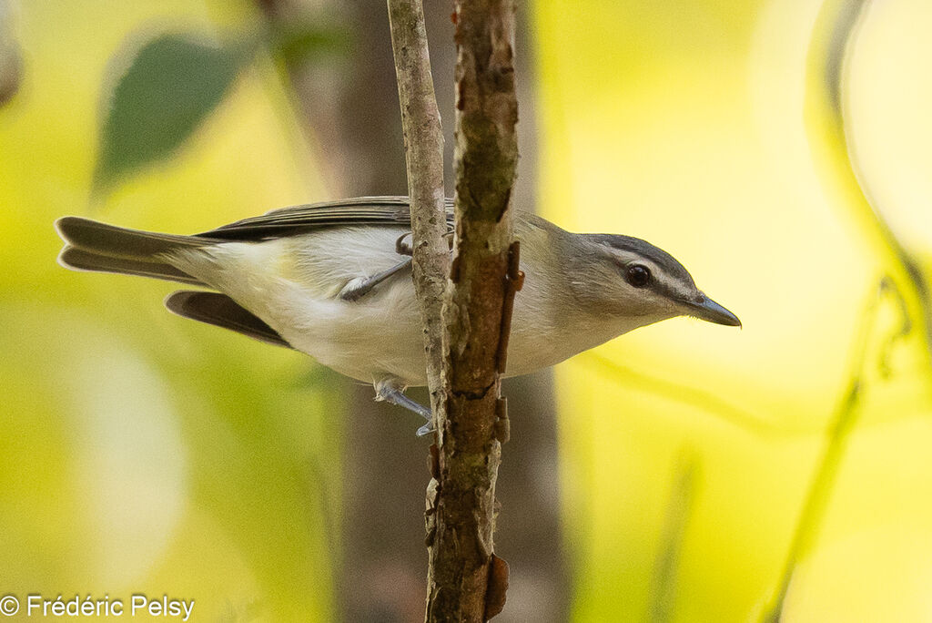 Red-eyed Vireo