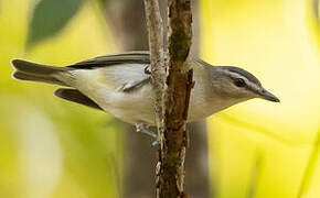 Red-eyed Vireo