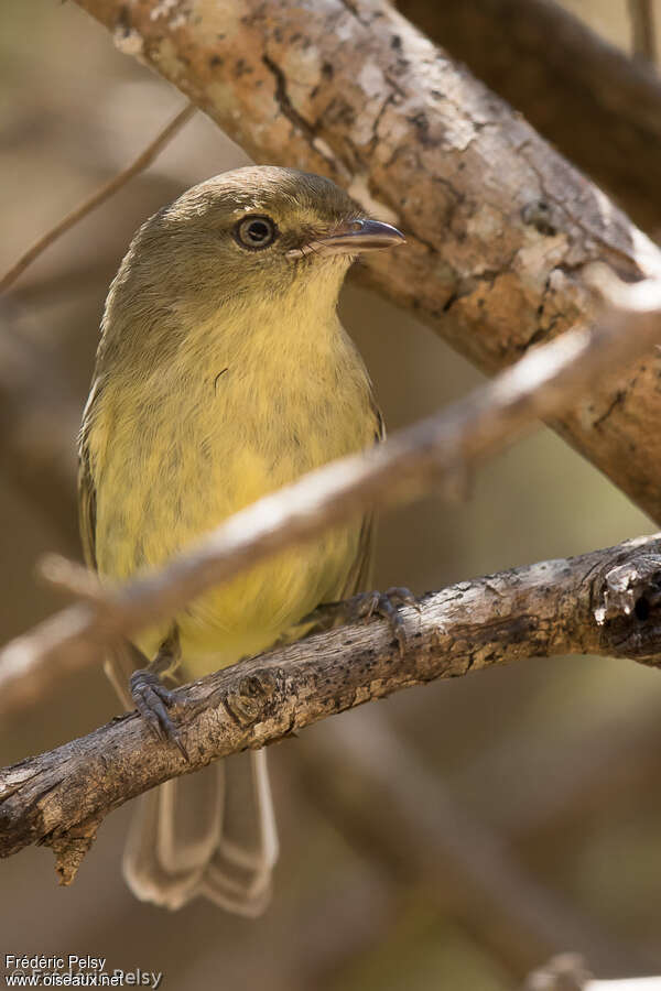 Flat-billed Vireoadult