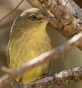 Flat-billed Vireo