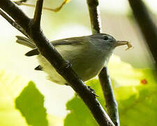 Puerto Rican Vireo