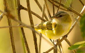 Yellow-green Vireo