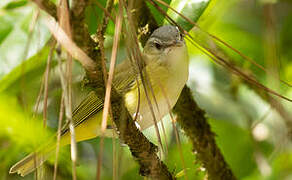 Yellow-green Vireo