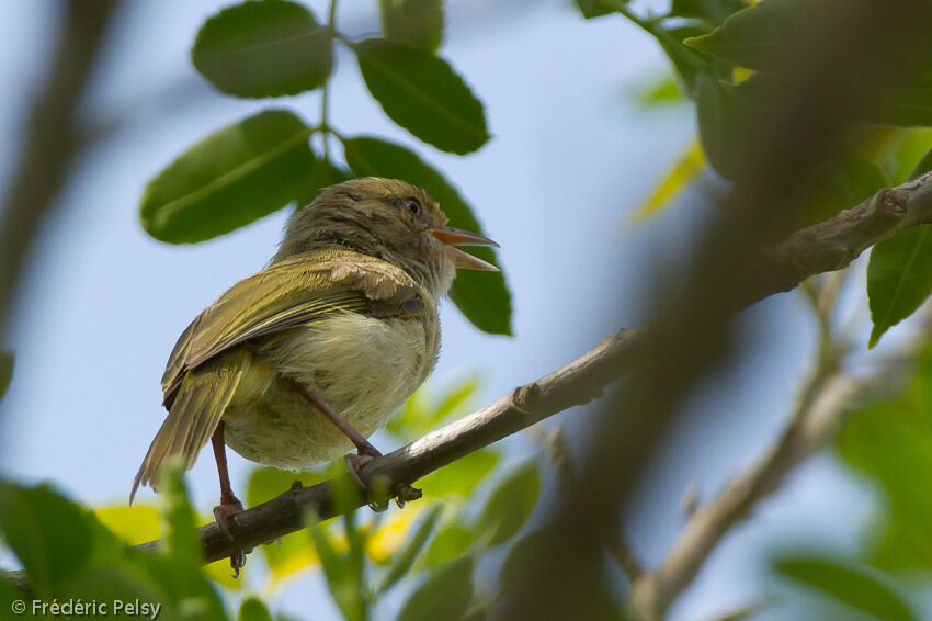 Scrub Greenletadult, song