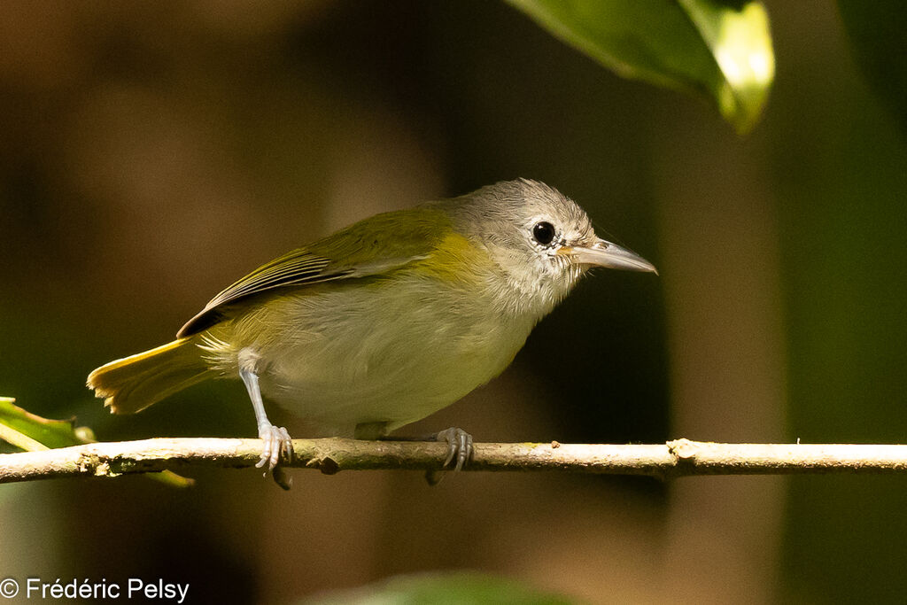 Lesser Greenlet