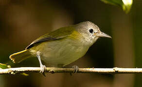 Lesser Greenlet