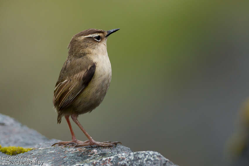 Xénique des rochers femelle adulte, identification