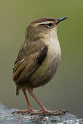 New Zealand Rockwren