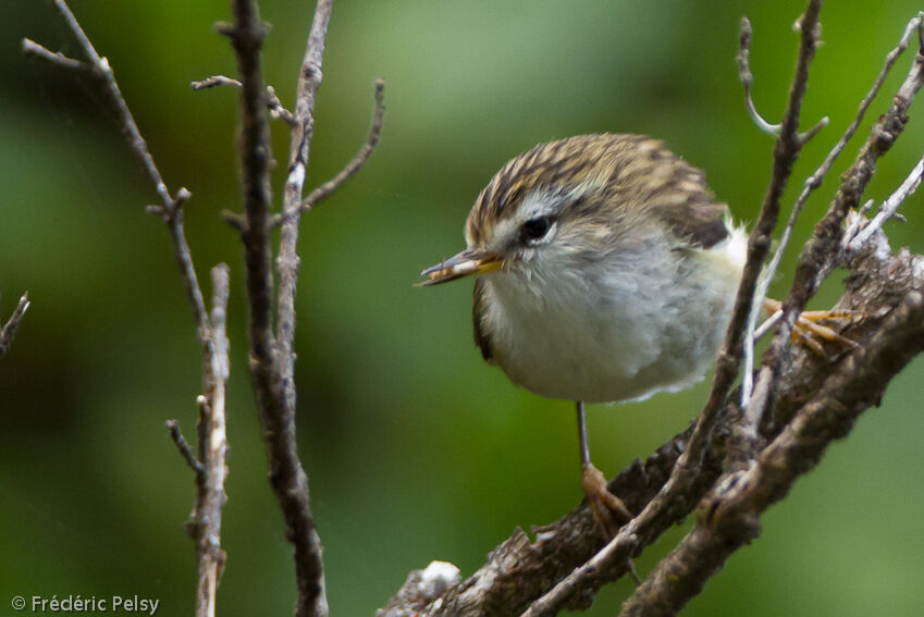 Rifleman female adult