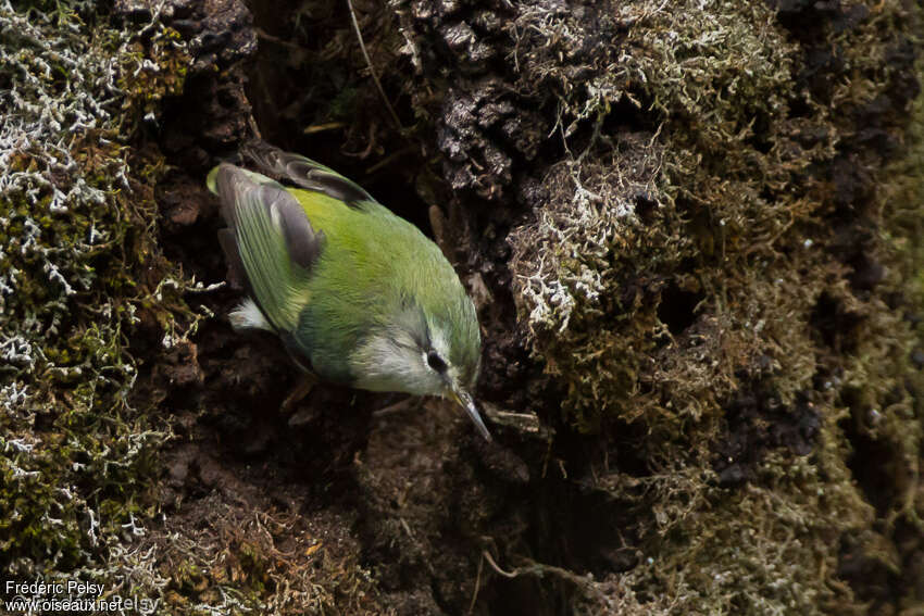 Rifleman male adult