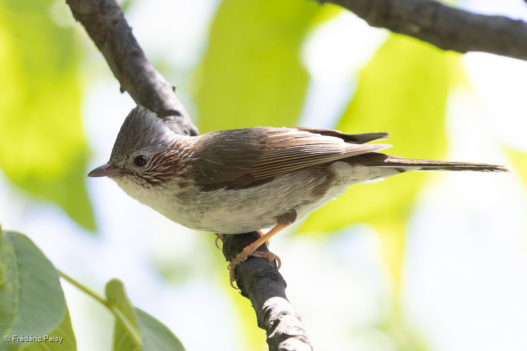 Yuhina à bandeau