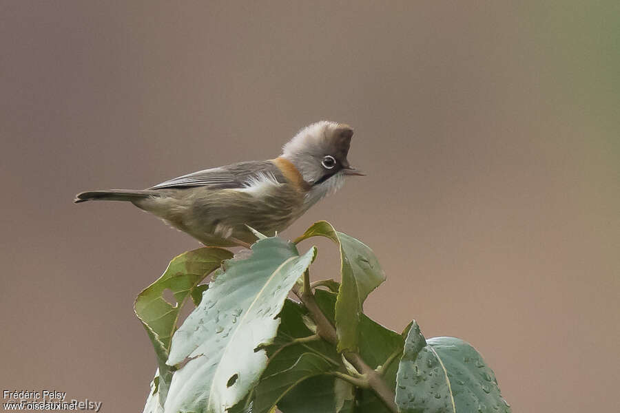 Whiskered Yuhinaadult, identification