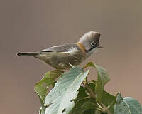 Yuhina à cou roux