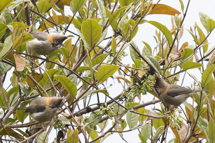 Yuhina à cou roux