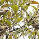 Yuhina à cou roux