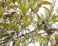 Yuhina à cou roux