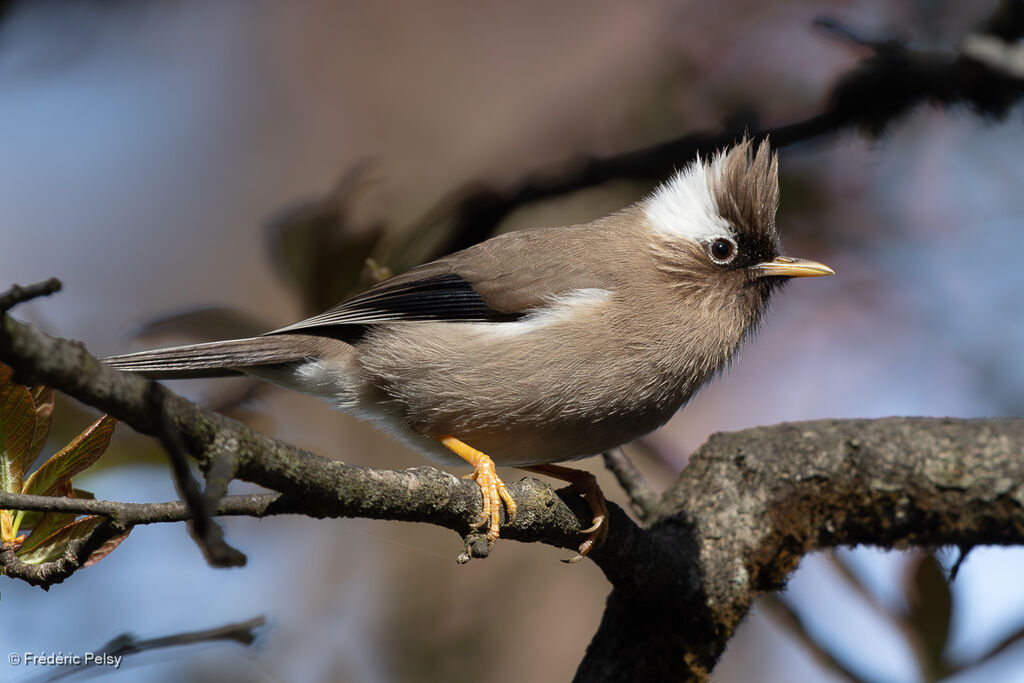 White-collared Yuhina