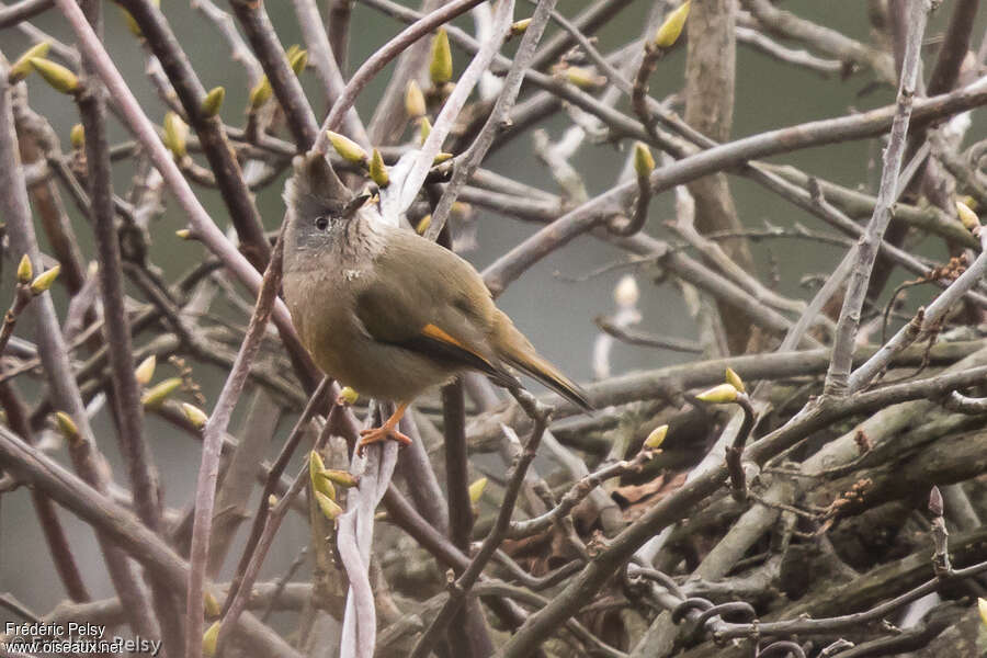 Yuhina à gorge striéeadulte, habitat, pigmentation