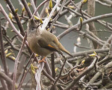 Stripe-throated Yuhina