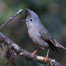 Yuhina à gorge striée