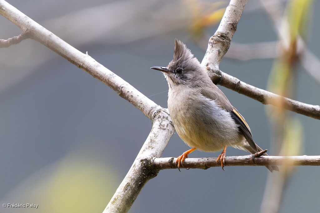 Stripe-throated Yuhina