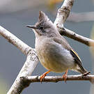Yuhina à gorge striée