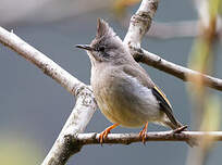 Yuhina à gorge striée