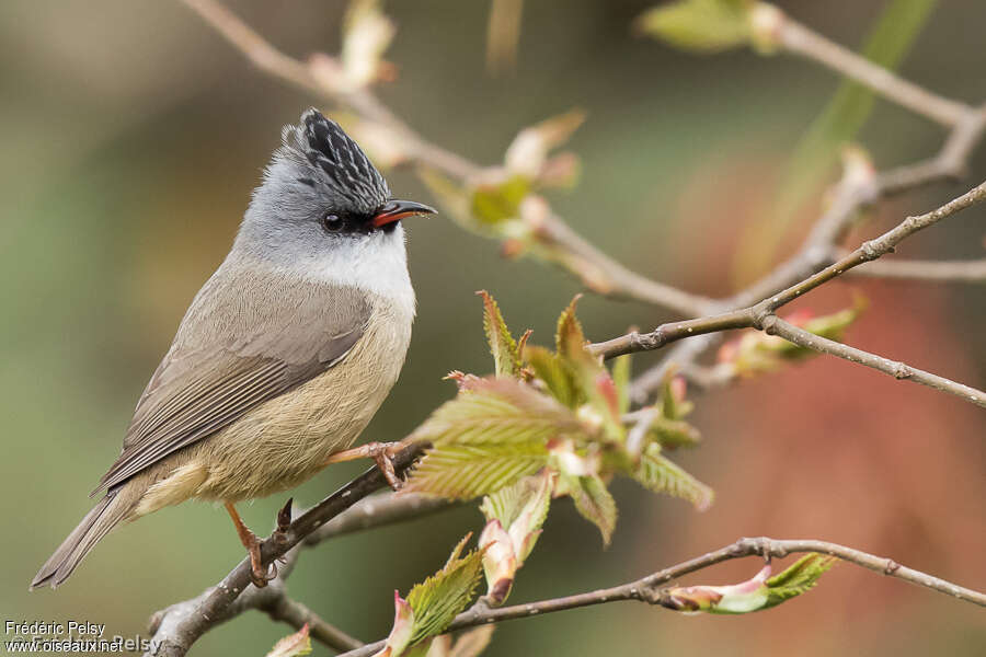 Yuhina à menton noiradulte, identification