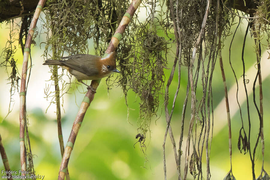 White-naped Yuhinaadult, habitat