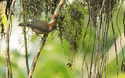 Yuhina à nuque blanche