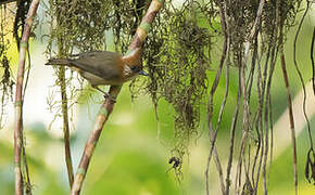 White-naped Yuhina