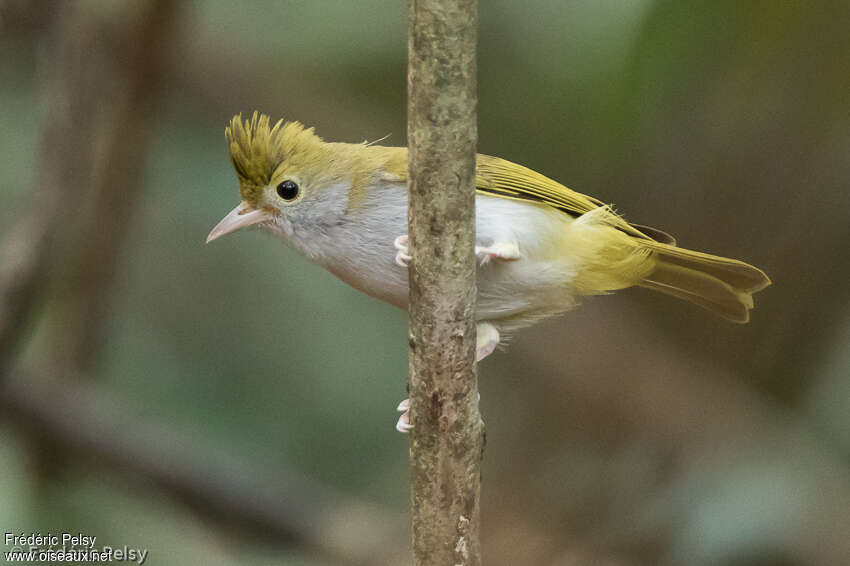 Yuhina à ventre blancadulte