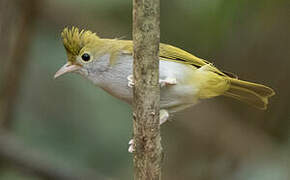 Yuhina à ventre blanc