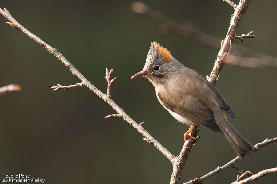 Yuhina à ventre roux