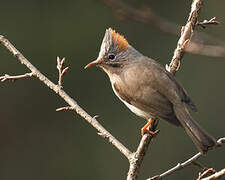 Rufous-vented Yuhina