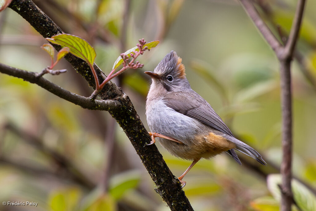 Yuhina à ventre roux