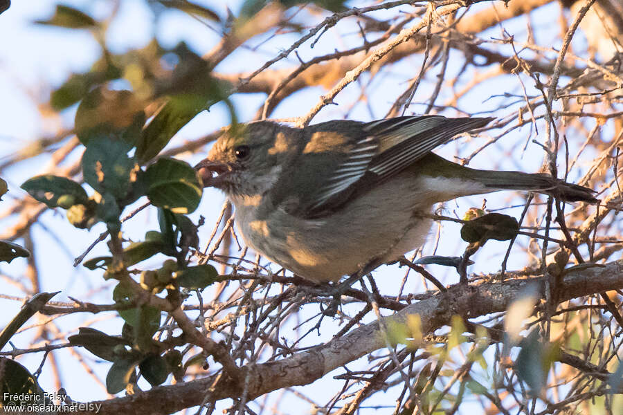 Zéna d'Hispaniola femelle adulte, identification