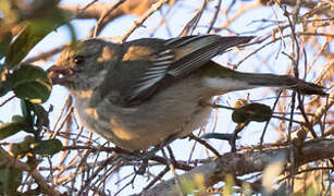 Hispaniolan Spindalis