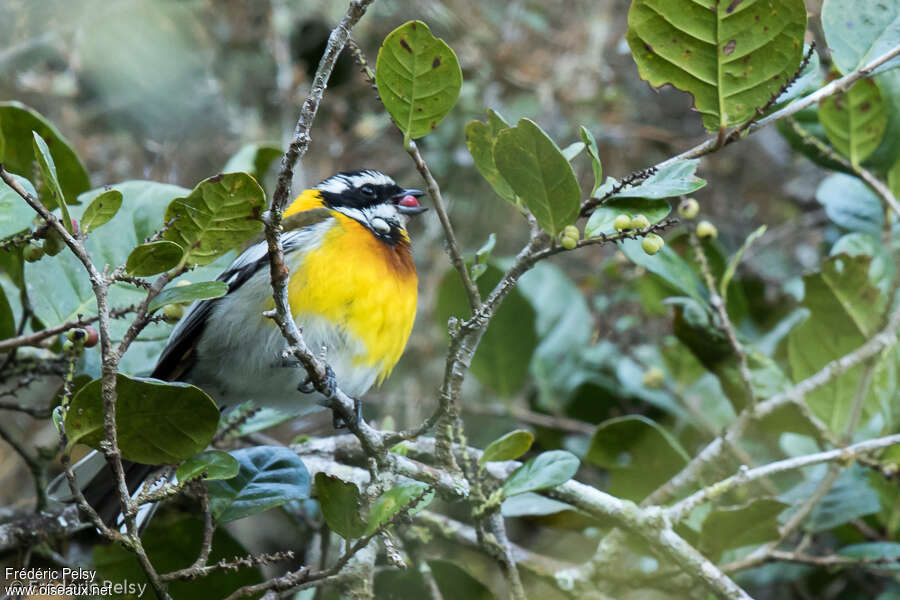 Hispaniolan Spindalis male adult, habitat, feeding habits, eats