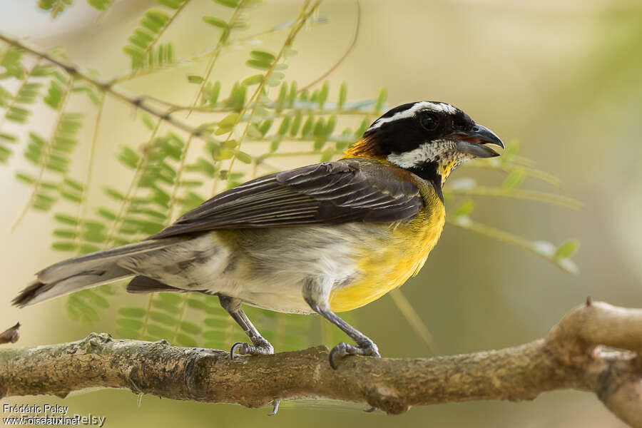 Puerto Rican Spindalis male adult, aspect