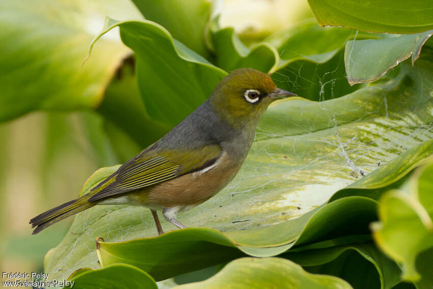 Silvereyeadult, identification