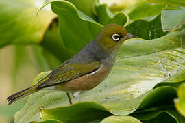 Silvereye