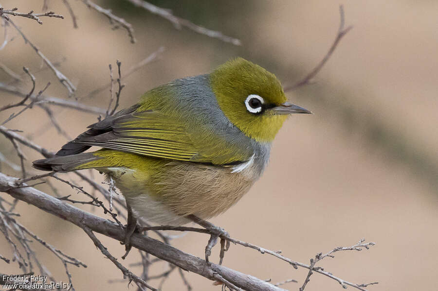 Silvereyeadult, identification