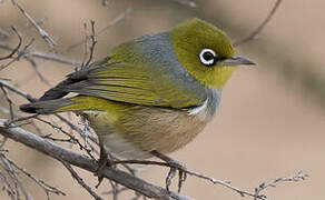 Silvereye