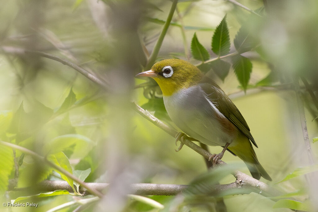 Chestnut-flanked White-eye