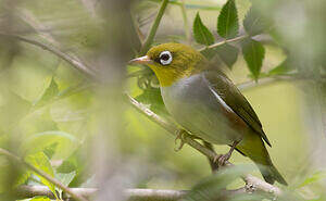 Zostérops à flancs marron