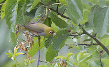Zostérops à flancs marron